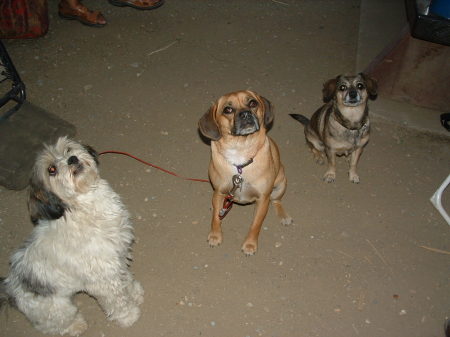 Lola, Bella and Molly