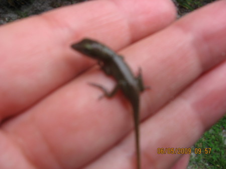 BABY ANOLE