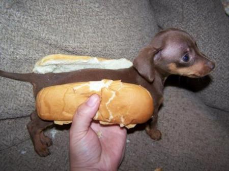 Hot Dog!