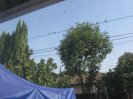 Invasion of the Wild Parrots!