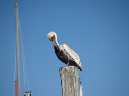 Male Pelican