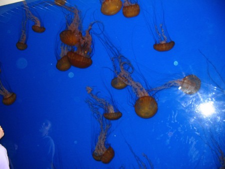 Jellies