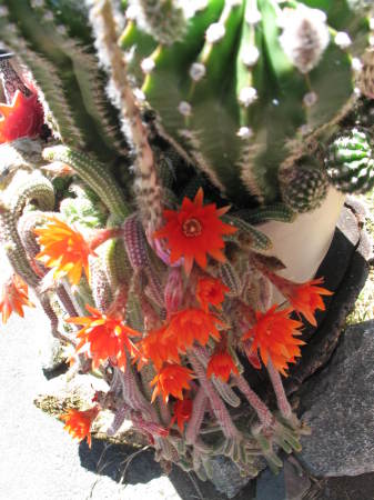 Cactus Flowers