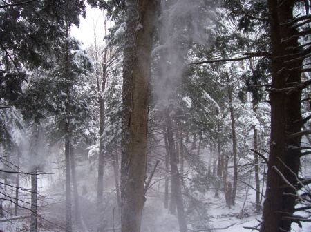 Snow falling from pine trees; my back field