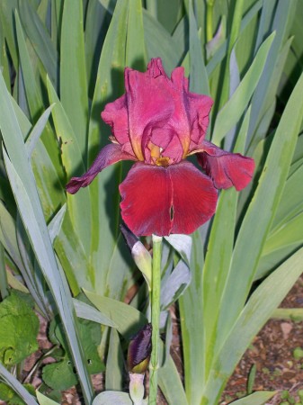 IRIS