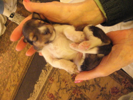 Moonie's 1 sable puppy & smallest of litter.