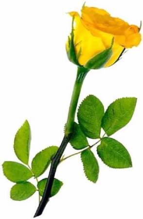 Yellow Rose of Friendship