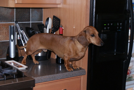 Get that dog off the counter!!!