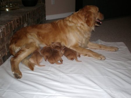 Ariel's 1st litter Feb. 25, 2009 (4)