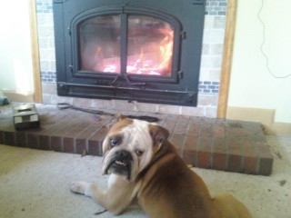 Bulldog chillin