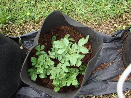 Potatoes growing