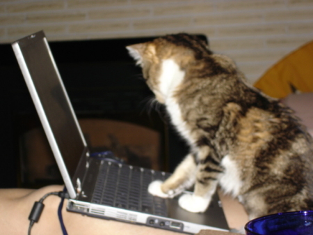 Shelby, cyber cat