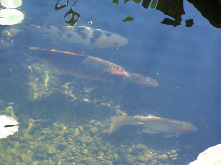 Some of the fish in our Koi pond