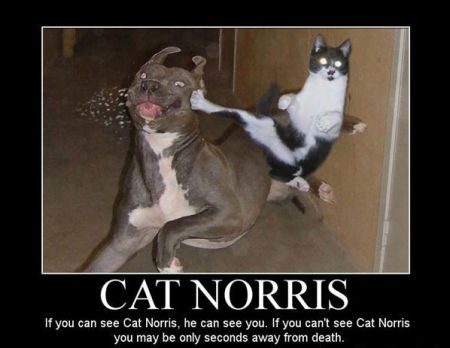 cat norris