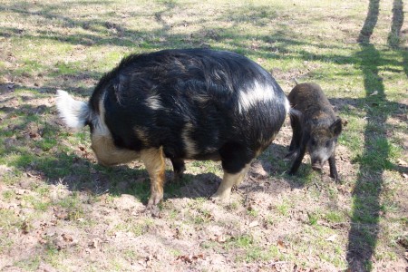 Wild hogs as neighbors