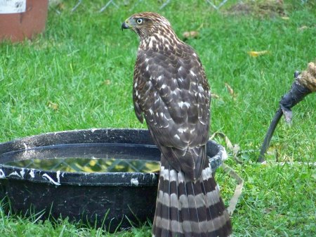 coopers hawk