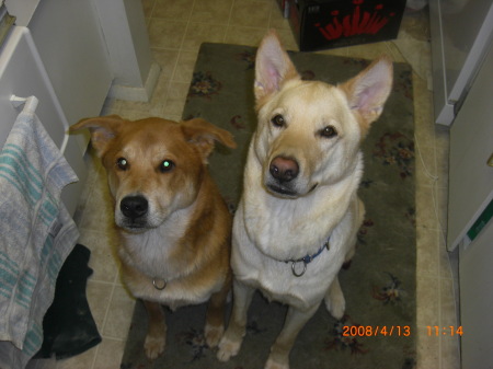 Shaniqua and Tank