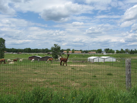 An Alpaca Farm