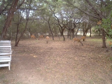 bucks in front yard  2