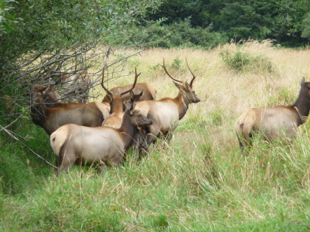 Herd of Elk