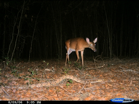 Trail camera