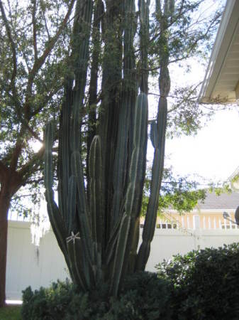 Our cactus in Florida