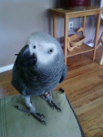 Jupitor - The African Grey