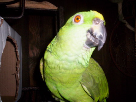 My Amazon Parrot