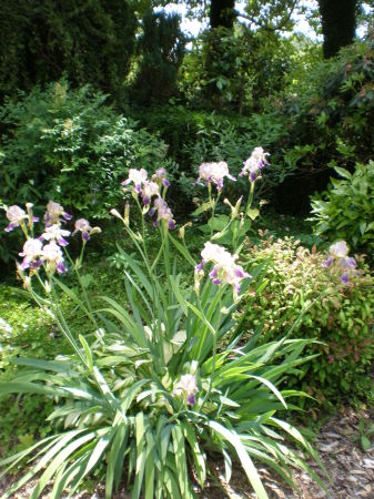 Summer Blooms