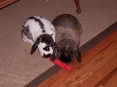 Rabbit Battle