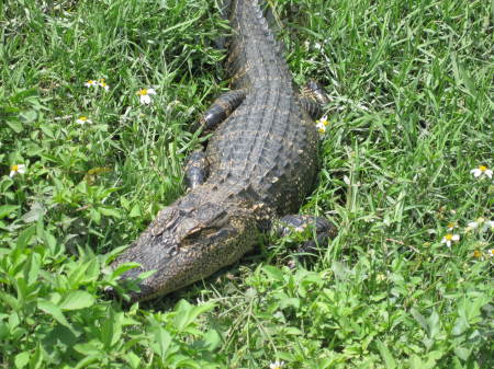 Florida aligator