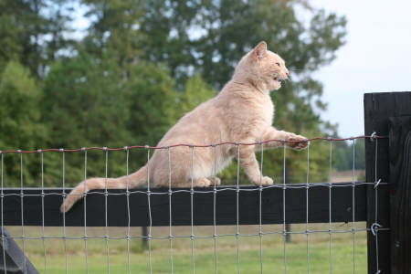 Toby - One of our barn cats