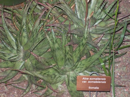 Aloe at the DBG