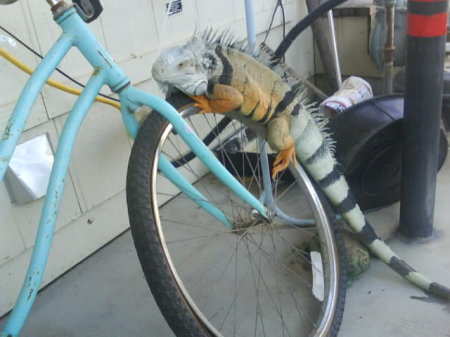 bike riding iguana