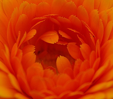 Orange volunteer flower