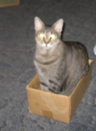 Cat in a box lol