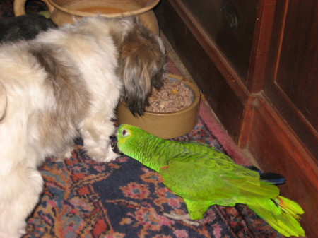 dog and parrot