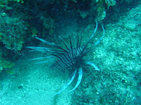 Another lion fish