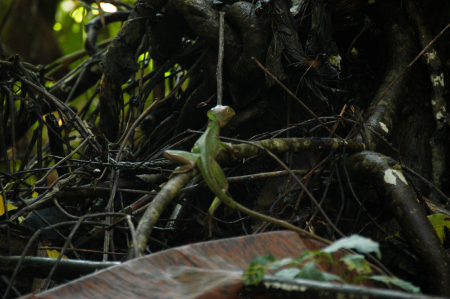 A friendly lizard (Rainforest in Costa Rica)