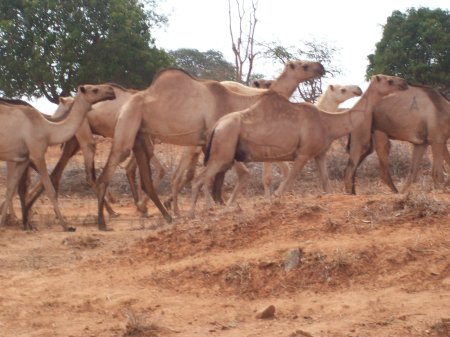 kenya camels