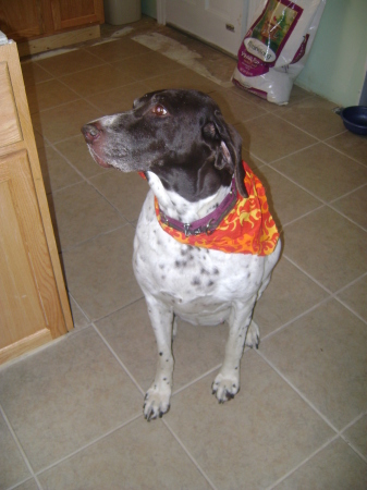 Daisy in her latest scarf