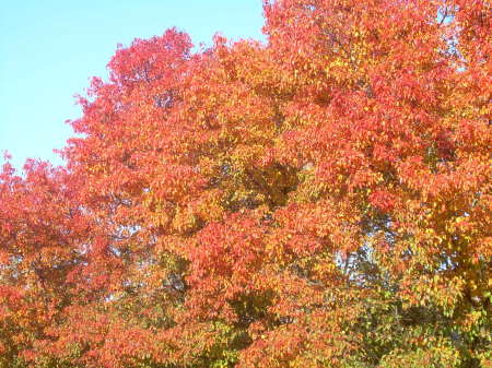 Some more fall trees.