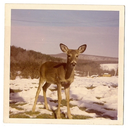 "Jake the Deer" (early '70's)