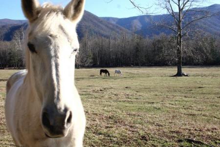 Spirit of Cades Cove