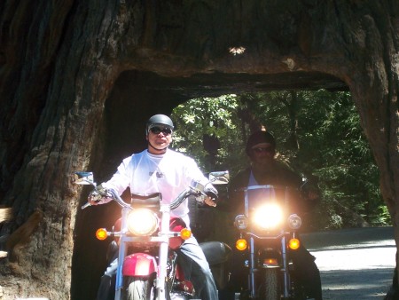 Chandler Tree in the Redwoods