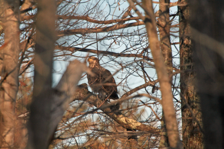 Juvenile Bald Eagle