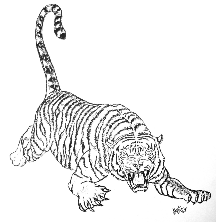 Original Tiger pencil drawing 1969