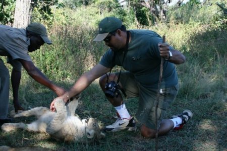 Lion sanctuary in Livingstone, Zambia