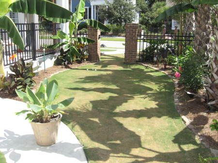 Mini-verde (Bermuda) putting surface