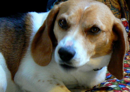 My Beagle Buddy